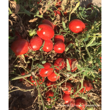 concentré de tomate 28/30% pause chaude